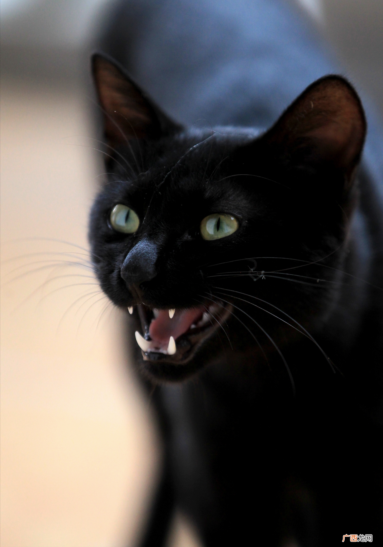 养猫别养黑的，背后到底有什么秘密 家里为什么不能养黑猫