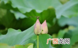 小荷才露尖尖角是什么意思,小荷已露尖尖角什么意思？