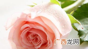 粉色玫瑰花代表什么意思,粉红色玫瑰的含义？