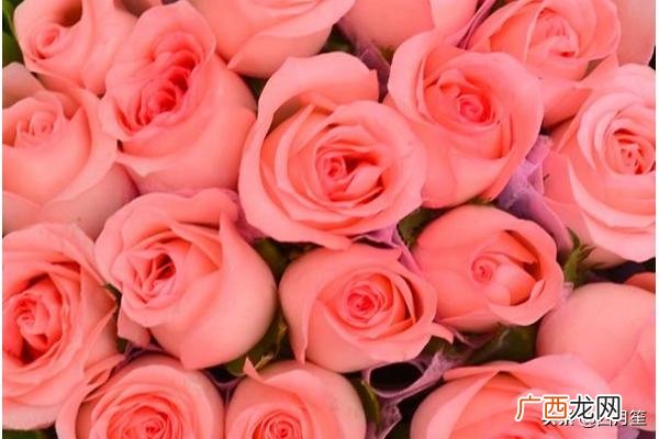 粉色玫瑰花代表什么意思,粉红色玫瑰的含义？