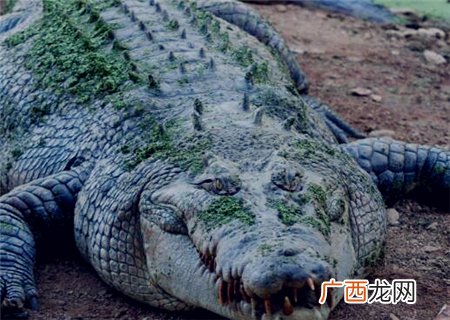 鳄鱼的天敌是什么动物,lol鳄鱼的三大克星?