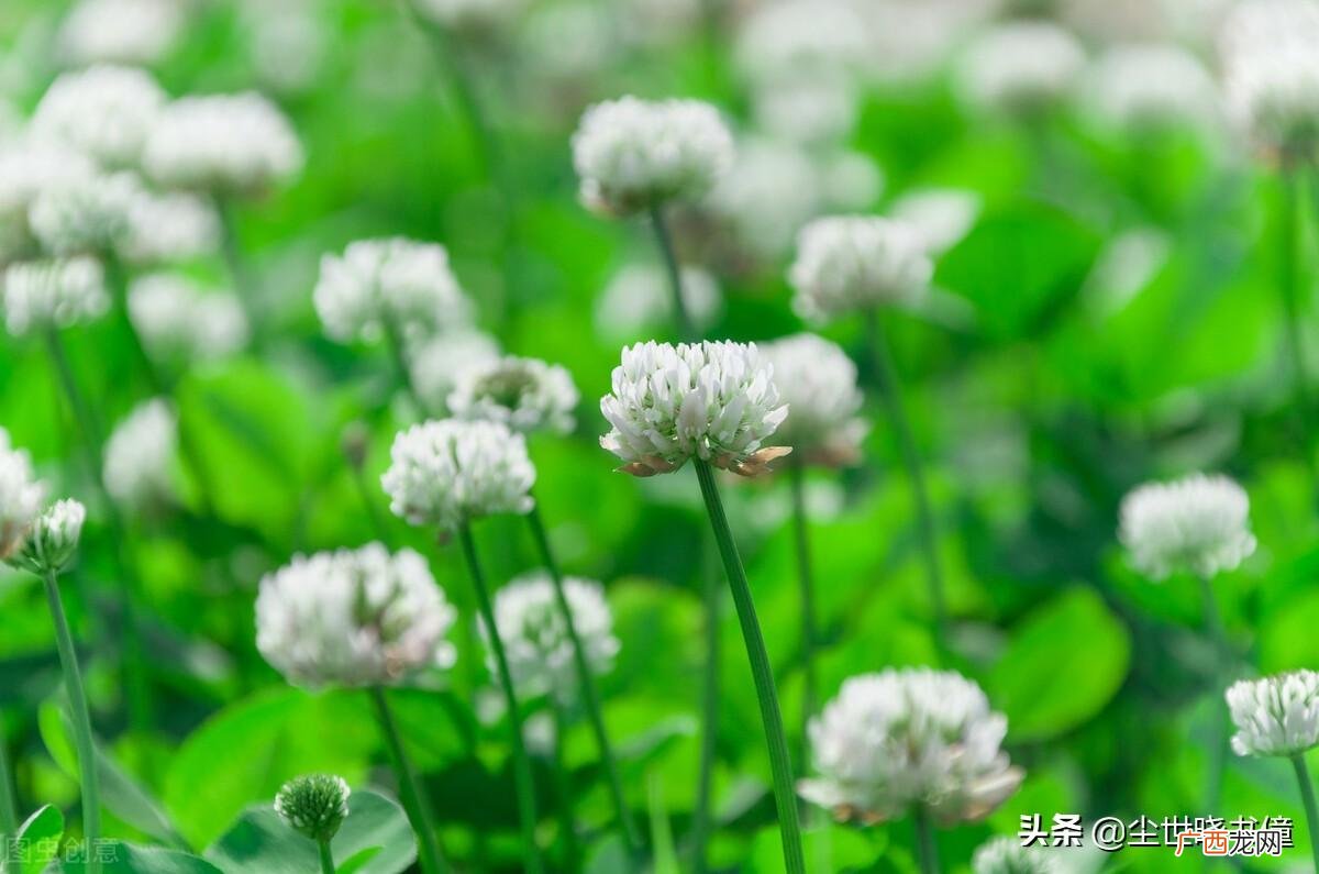 白居易《花非花》表达的感情解析 花非花白居易古诗意思