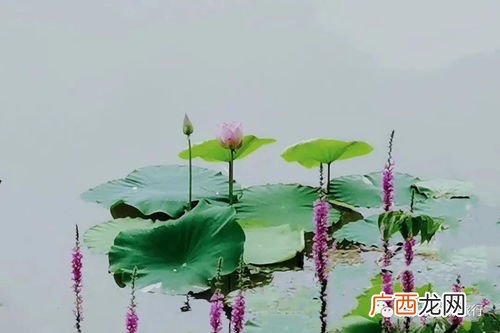予独爱莲之出淤泥而不染的之是什么意思,予独爱菊之出淤泥而不染一句中的“之”是什么意思？