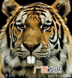 tiger是什么意思,tiger的中文解释是什么意思？
