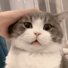 如果全懂，说明你是资深猫奴 猫咪的行为代表什么