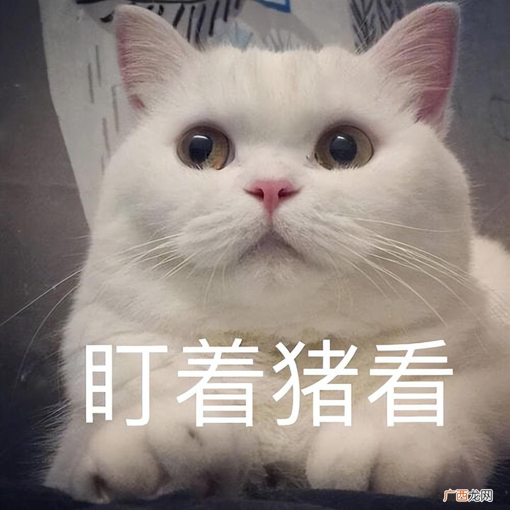 猫咪年龄与人类年龄对照表 猫一岁相当于人的几岁