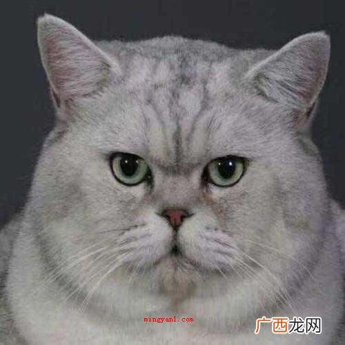 发腮是什么意思