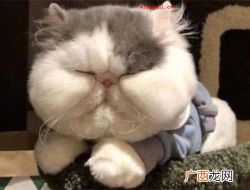 发腮是什么意思
