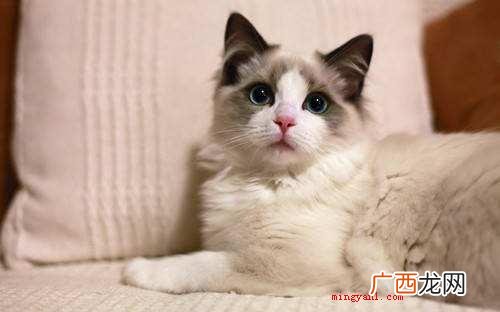 发腮是什么意思