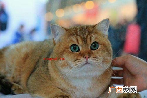 发腮是什么意思