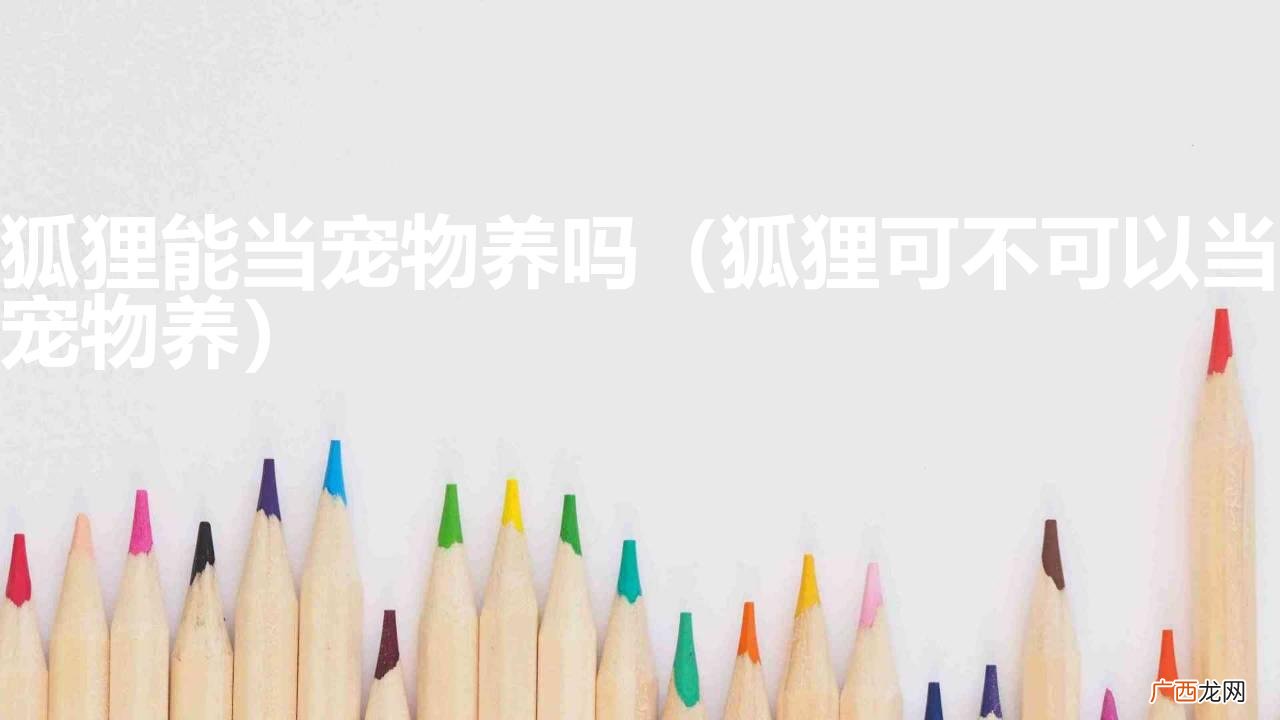 狐狸可不可以当宠物养 狐狸能当宠物养吗