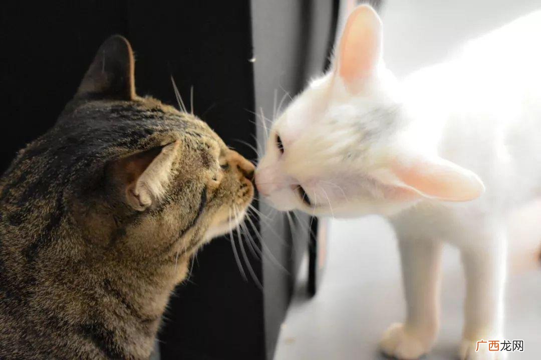 养公猫和养母猫的6大差别 公猫和母猫哪个好养