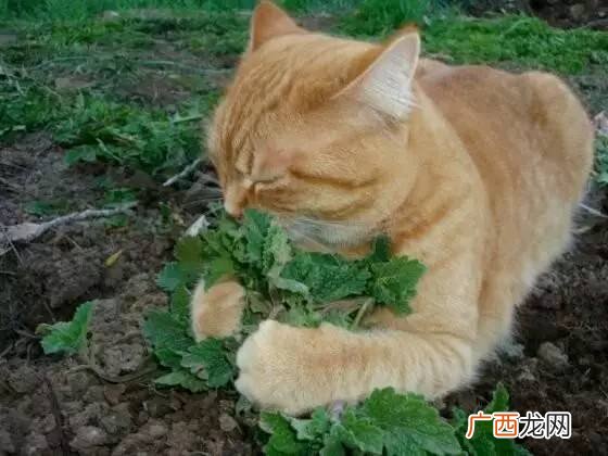 猫薄荷对猫有危害么,薄荷棒对猫有什么影响？