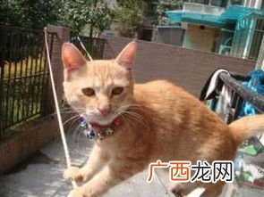 埋汰是什么意思,埋汰是讨厌的意思？
