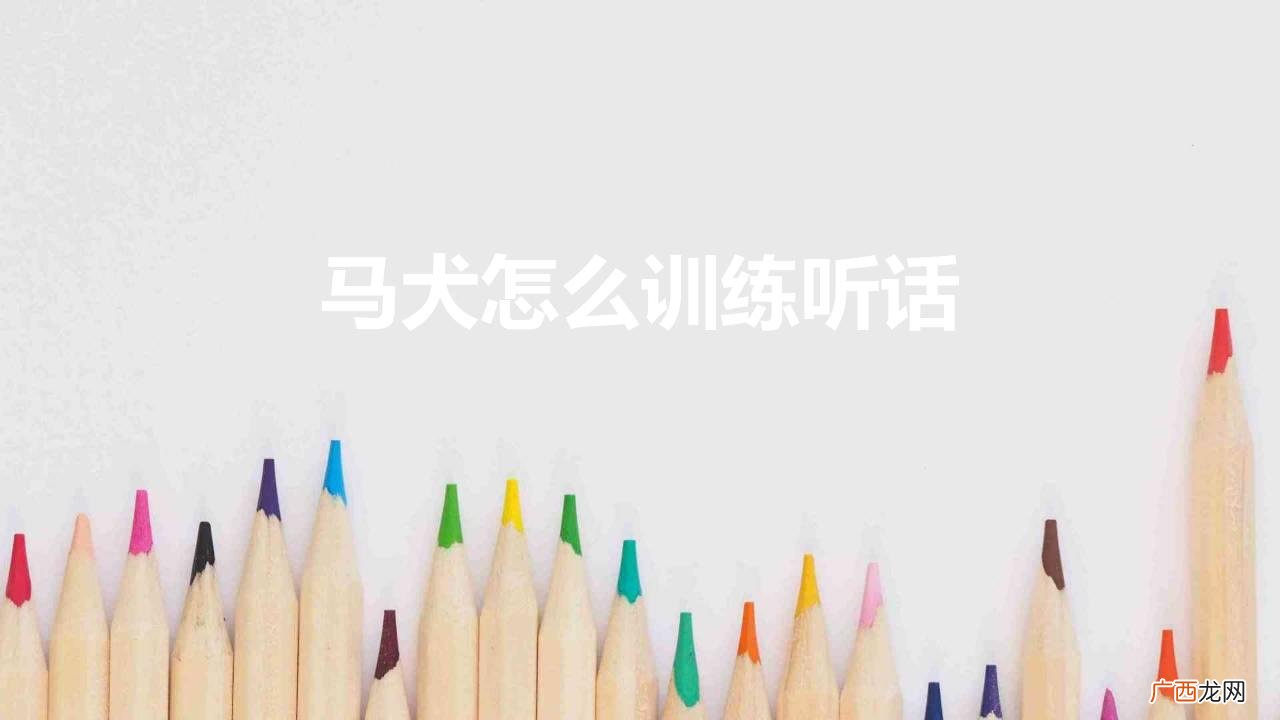 马犬怎么训练听话