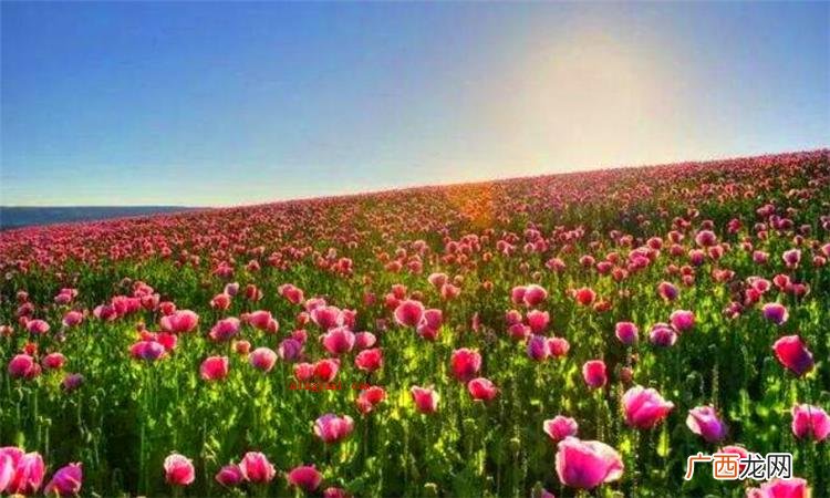 憧憬是什么意思