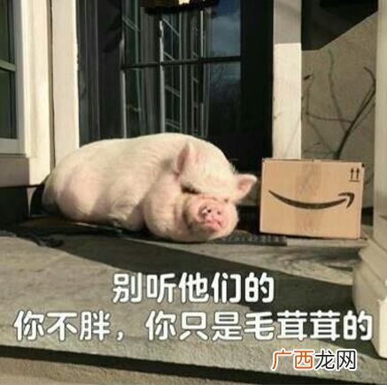 猪猪女孩是什么意思什么梗？什么是精致的猪猪女孩