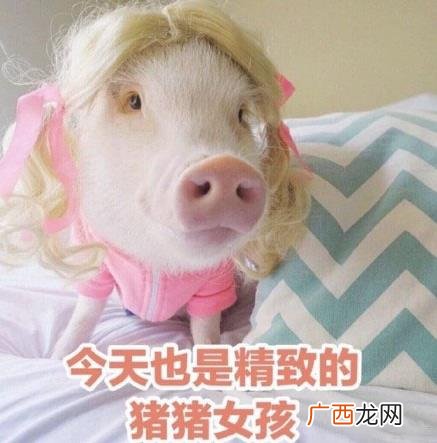 猪猪女孩是什么意思什么梗？什么是精致的猪猪女孩