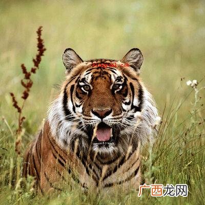 华南虎灭绝了吗？