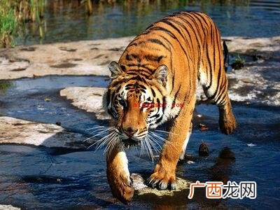 华南虎灭绝了吗？
