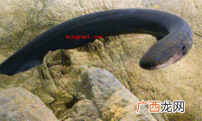 电鳗能电死人吗