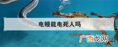 电鳗能电死人吗