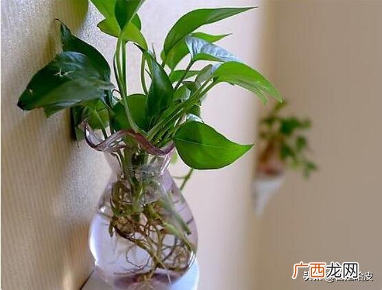 绿萝怎么养才能更旺盛,绿萝怎么养才能更旺盛？