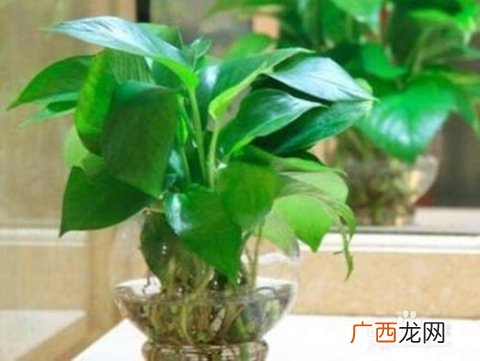 绿萝怎么养才能更旺盛,绿萝怎么养才能更旺盛？
