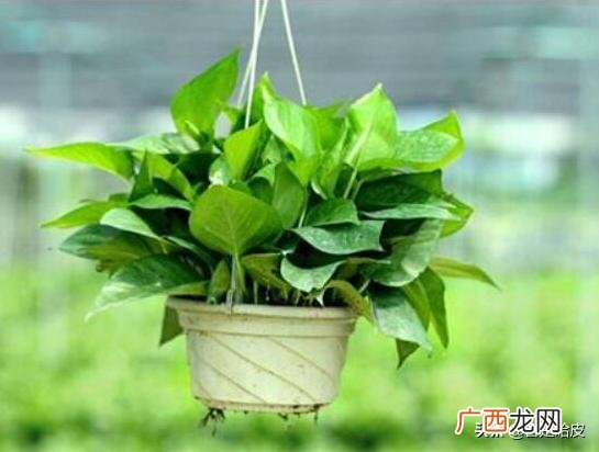 绿萝怎么养才能更旺盛,绿萝怎么养才能更旺盛？