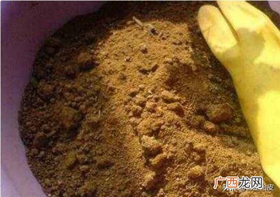 绿萝怎么养才能更旺盛,绿萝怎么养才能更旺盛？