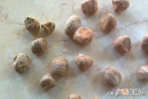 发财树怎么养才能更旺盛,发财树的种植方法？