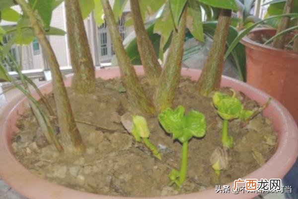 发财树怎么养才能更旺盛,发财树的种植方法？