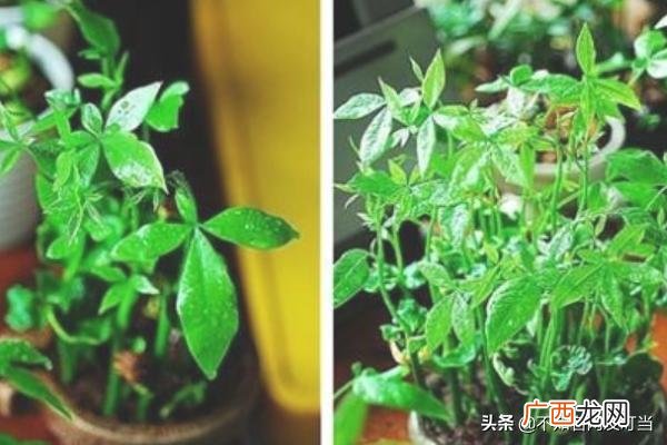 发财树怎么养才能更旺盛,发财树的种植方法？