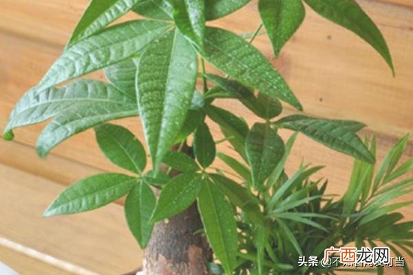 发财树怎么养才能更旺盛,发财树的种植方法？