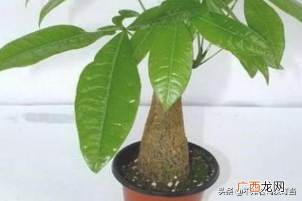发财树怎么养才能更旺盛,发财树的种植方法？