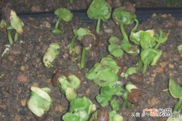发财树怎么养才能更旺盛,发财树的种植方法？