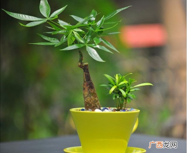 发财树怎么养才能更旺盛,发财树的种植方法？