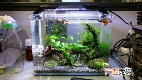 四种适合鱼缸养殖的植物 改善水质最强的水生植物