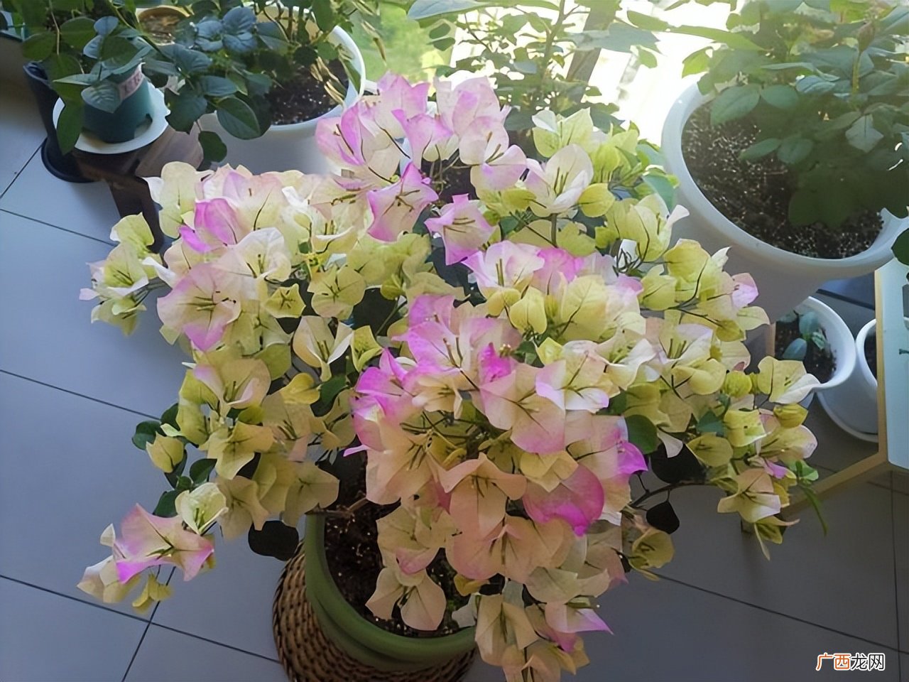 12星座专属守护植物及花语 十二星座的守护花是什么花