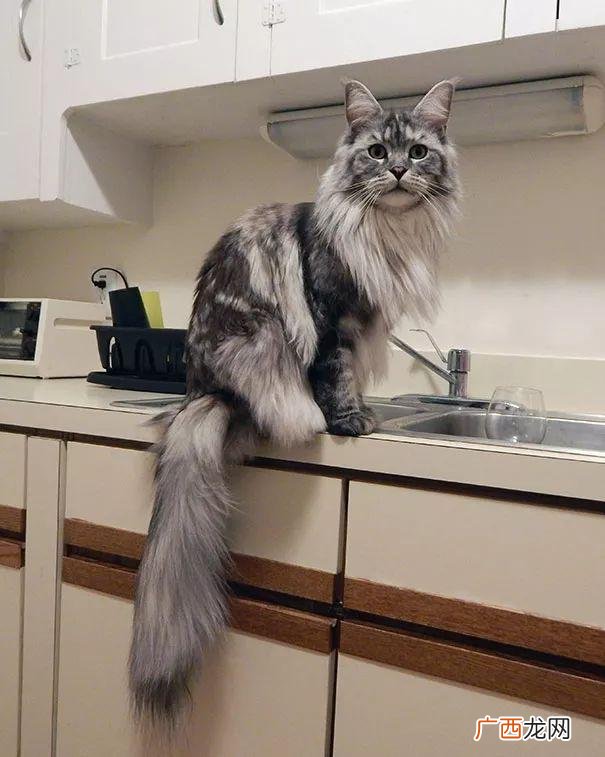 5种昂贵猫，养得起的人非富即贵 什么猫最贵最值钱排名