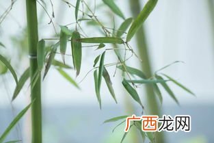 老骥伏枥什么意思,“老骥伏枥，志在千里;“烈士暮年壮心不已”，是什么意思？