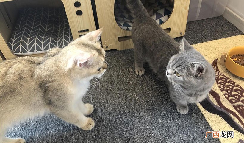 8种人食适合猫咪吃 没有猫粮的情况下喂猫吃什么