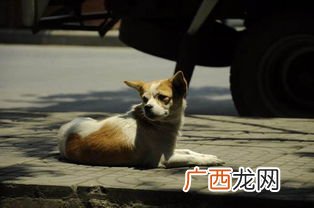 不屑是什么意思,不屑之意的意思是什么？