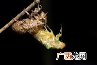蜕变是什么意思,人生蜕变是什么意思？