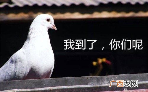咕咕咕是什么意思什么梗 咕咕咕的含义及出处
