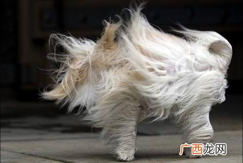 凌乱是什么意思？网络用语我凌乱了是什么意思 风中凌乱表情