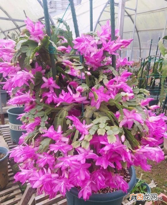 蟹爪兰种植时间和方法 蟹爪兰用什么肥料