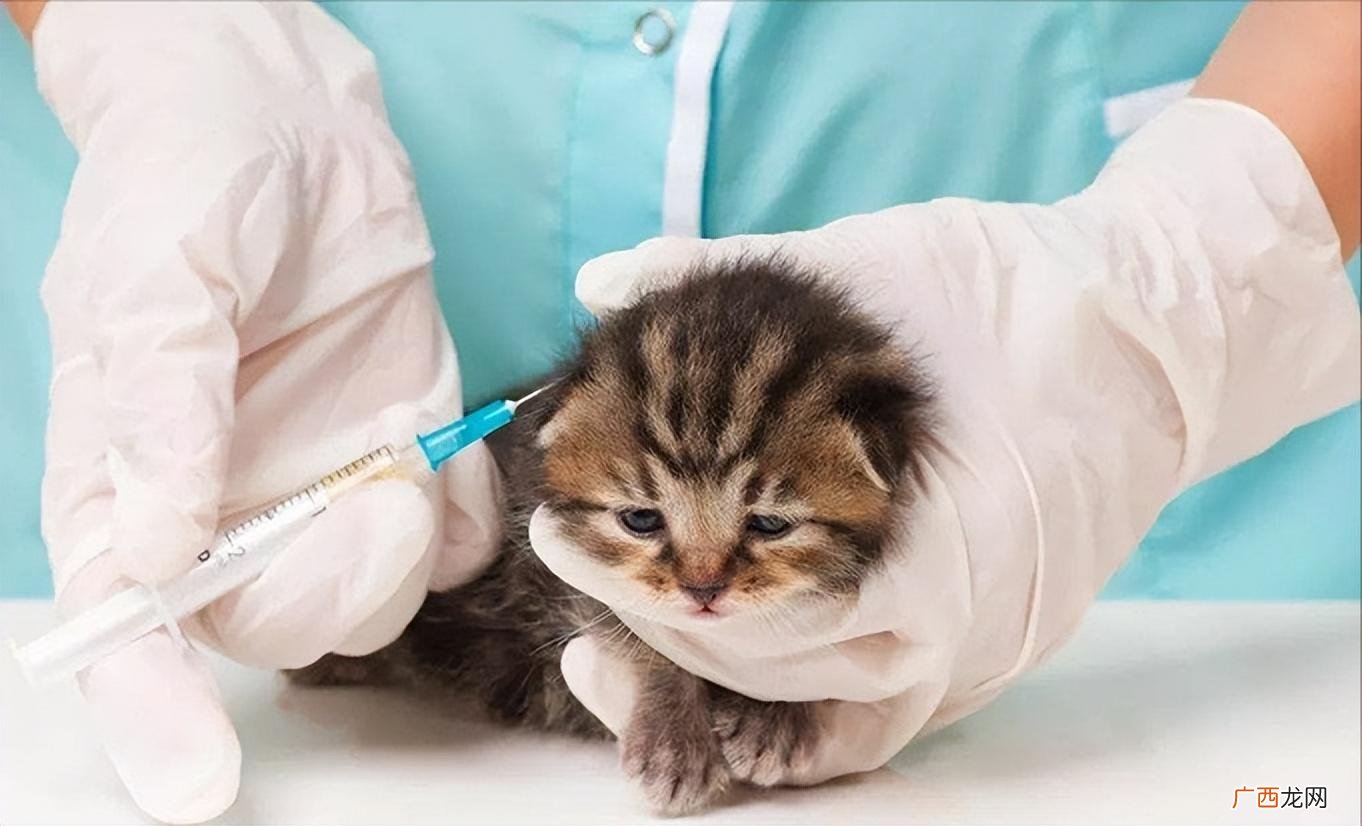 猫咪这些行为，是它正在忍痛的信号 猫咪痛苦的表现
