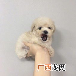 小奶狗是什么意思?,小奶狗什么意思:小奶狗男朋友是什么样的?