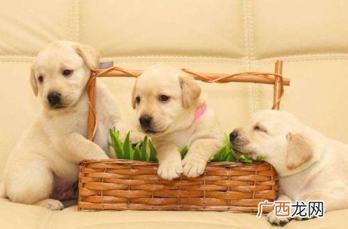 dog是什么意思,为什么美国人管伙伴叫dog？